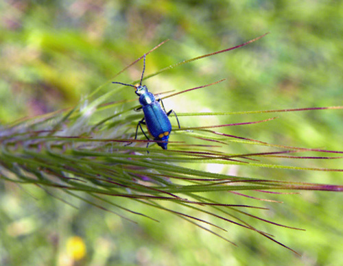 Due coleotteri da determinare